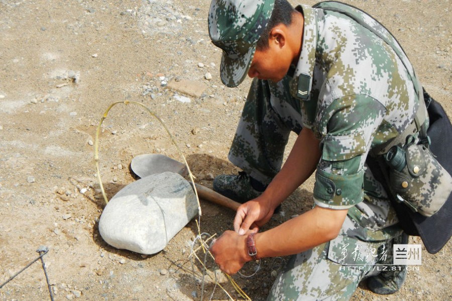 消失20多年到自然繁育绿孔雀回到了保护区(图1)