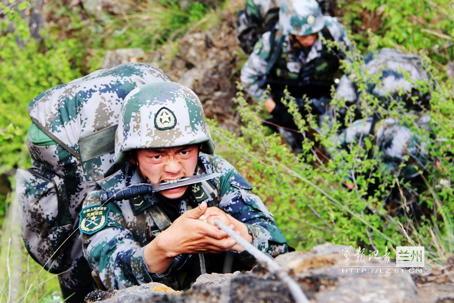 果子狸“打架”落败警民联手助其回家